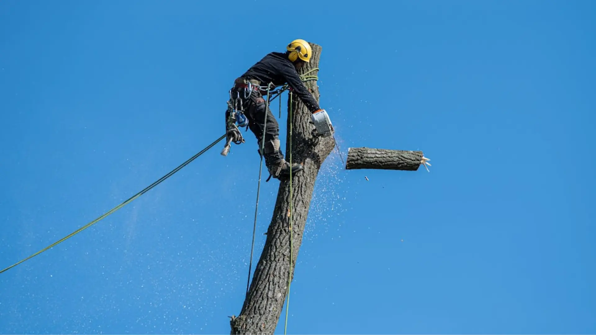 guy removing hazardous tree
