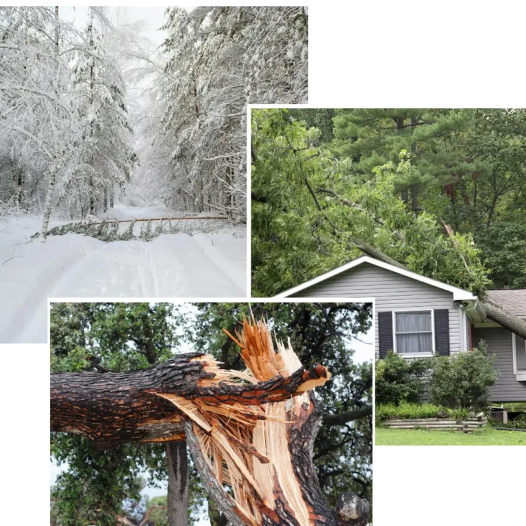 hinton tree services